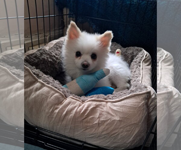 Medium Photo #4 Pomeranian Puppy For Sale in Harrisburg, PA, USA