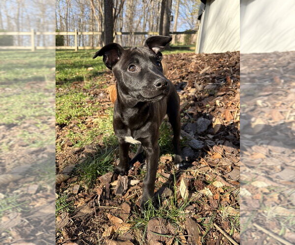 Medium Photo #6 Redbone Coonhound-Unknown Mix Puppy For Sale in Mooresville, NC, USA