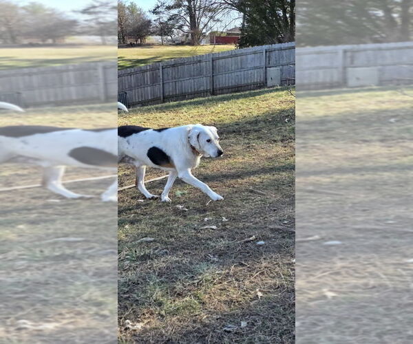 Medium Photo #3 Treeing Walker Coonhound-Unknown Mix Puppy For Sale in Aurora, IN, USA