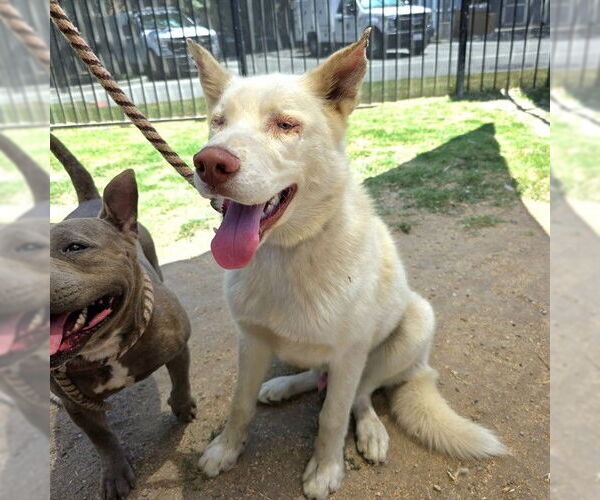 Medium Photo #1 German Shepherd Dog-Unknown Mix Puppy For Sale in Long Beach, CA, USA