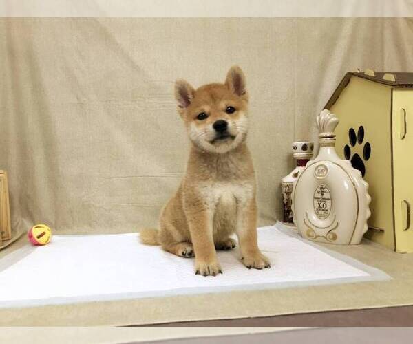 Medium Photo #4 Shiba Inu Puppy For Sale in SANTA MONICA, CA, USA