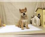 Small Photo #4 Shiba Inu Puppy For Sale in SANTA MONICA, CA, USA