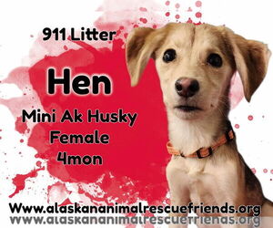 Alaskan Klee Kai-Unknown Mix Dogs for adoption in Anchorage, AK, USA