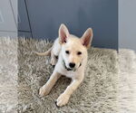 Small #6 German Shepherd Dog Mix