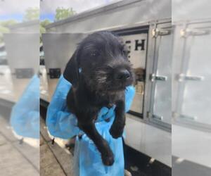 Mutt Dogs for adoption in San Antonio, TX, USA