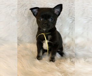 Chiranian Puppy for sale in CARTER, IN, USA
