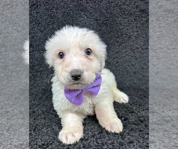 Medium Photo #3 Great Pyrenees-Unknown Mix Puppy For Sale in Grafton, WI, USA