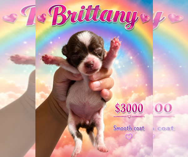 Medium Photo #4 Chihuahua Puppy For Sale in LAKEWOOD, WA, USA