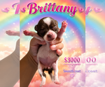 Small #3 Chihuahua
