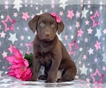 Small Photo #11 Labrador Retriever Puppy For Sale in LAKELAND, FL, USA