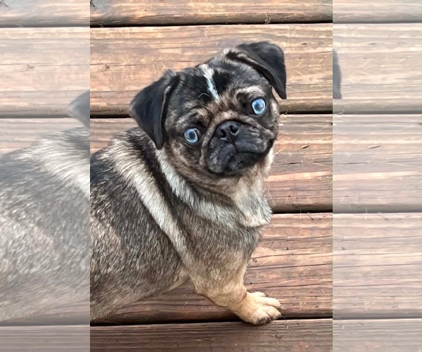 Medium Photo #3 Pug Puppy For Sale in Indianapolis, IN, USA