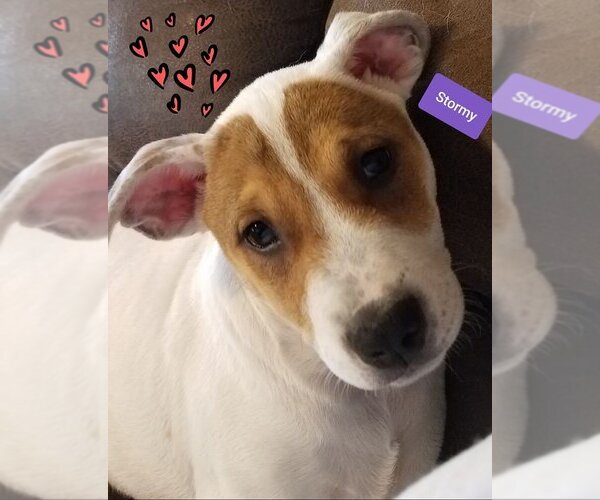 Medium Photo #9 Mutt Puppy For Sale in Spring, TX, USA