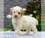 Small #2 Poodle (Miniature)