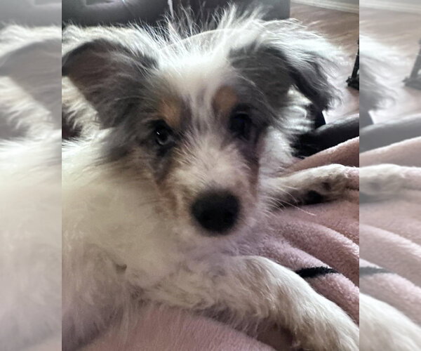 Medium Photo #3 Australian Shepherd-Unknown Mix Puppy For Sale in Dana Point, CA, USA