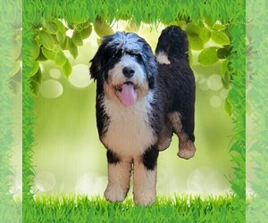 Medium Bernedoodle