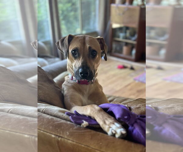 Medium Photo #4 Black Mouth Cur Puppy For Sale in Lexington, SC, USA