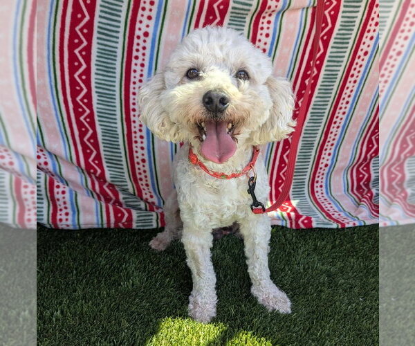 Medium Photo #1 Poochon Puppy For Sale in San Diego , CA, USA