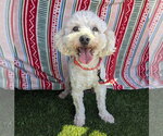 Small Poochon