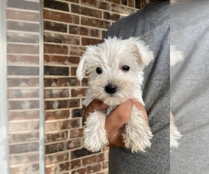 Schnauzer (Miniature) Dog for Adoption in WAURIKA, Oklahoma USA