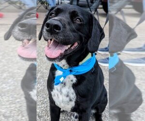 Dalmatian-Labrador Retriever Mix Dogs for adoption in Rootstown, OH, USA