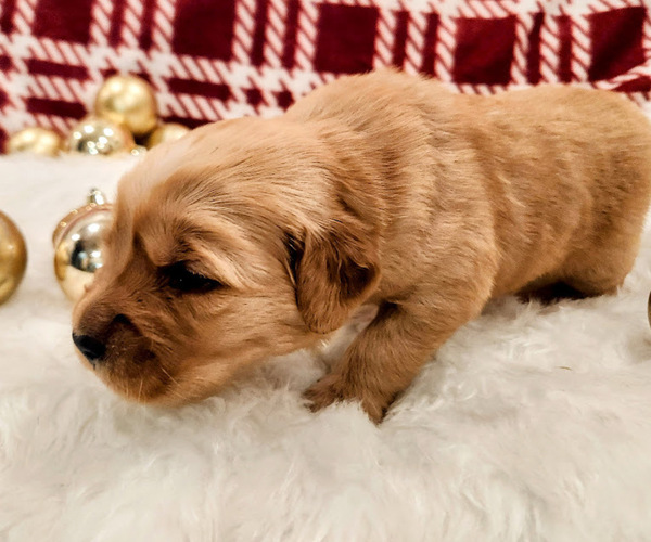 Medium Photo #3 Golden Retriever Puppy For Sale in ELMER, NJ, USA