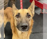 Small #1 German Shepherd Dog Mix