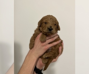 Goldendoodle (Miniature) Puppy for sale in PELHAM, NC, USA