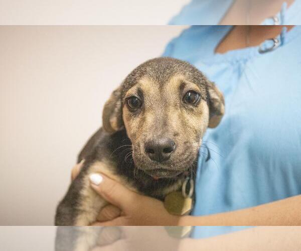 Medium Photo #2 Labrador Retriever-Unknown Mix Puppy For Sale in Mountain Home, AR, USA