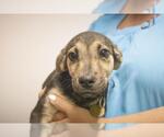 Small #1 Labrador Retriever Mix