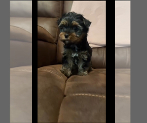 Mother of the YorkiePoo puppies born on 06/21/2025