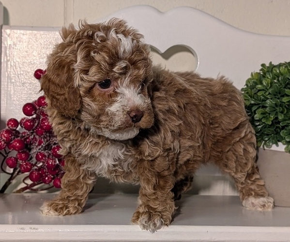 Medium Photo #7 Poodle (Miniature) Puppy For Sale in GOSHEN, IN, USA