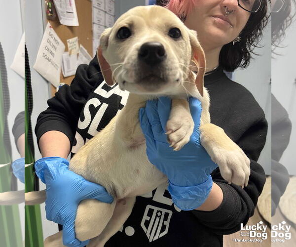 Medium Photo #2 Labrador Retriever-Unknown Mix Puppy For Sale in Washington, DC, USA