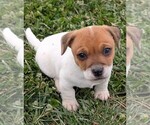 Puppy Puppy 2 Jack Russell Terrier