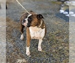 Small Photo #3 Boxer Puppy For Sale in ELKTON, MD, USA