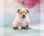 Small Photo #10 Cowboy Corgi Puppy For Sale in HOPKINSVILLE, KY, USA