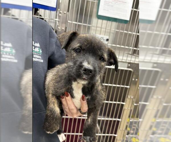 Medium Photo #1 Mutt Puppy For Sale in Grand Prairie, TX, USA