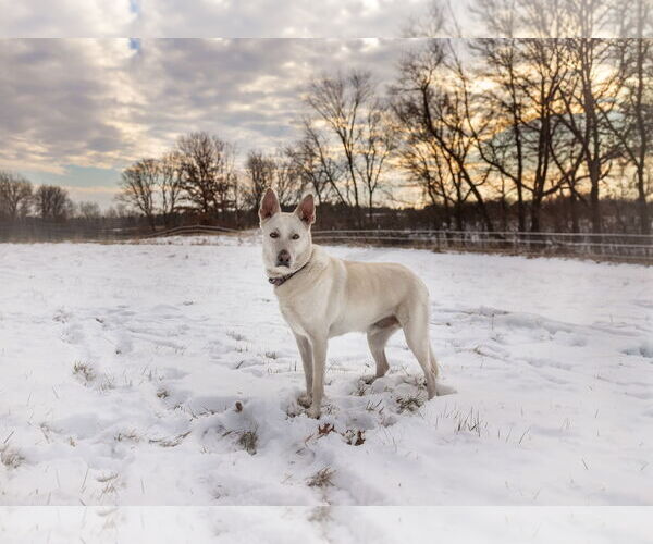 Medium Photo #5 Mutt Puppy For Sale in Princeton, MN, USA