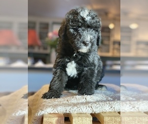 Bernedoodle Puppy for sale in GOLDEN, CO, USA