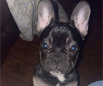 Small Photo #2 French Bulldog Puppy For Sale in BUFORD, GA, USA