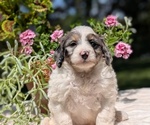 Small #5 Miniature Bernedoodle
