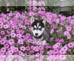 Small #1 Pomsky