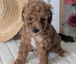 Small #2 Poodle (Miniature)