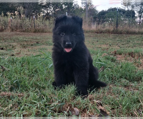 Medium Photo #2 German Shepherd Dog Puppy For Sale in COUCH, MO, USA