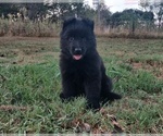 Small #1 German Shepherd Dog