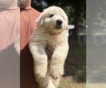 Small #4 Great Pyrenees