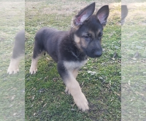 German Shepherd Dog Puppy for sale in SANDY SPRING, MD, USA
