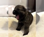 Puppy 3 German Shepherd Dog