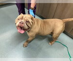 Small American Pit Bull Terrier Mix