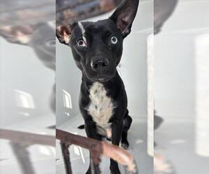 Chihuahua Dogs for adoption in Houston, TX, USA