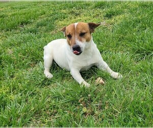 Father of the Jack Russell Terrier puppies born on 07/16/2025